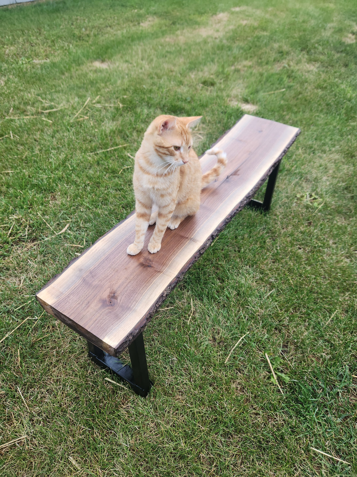 Walnut Bench with metal legs